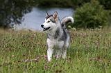 ALASKAN MALAMUTE 708